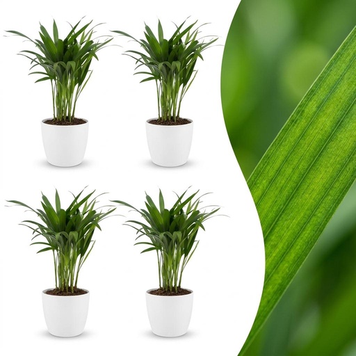 "Areca Lutescens - Goldfruchtpalme - 4 Pflanzen - mit Potter Weiß - Topf 12cm - Höhe - 45cm image"