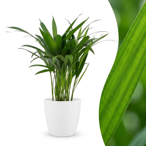 "Areca Lutescens - Goldfruchtpalme - 1 Plant - mit Potter Wit - Topf 12cm - Höhe - 45cm image"