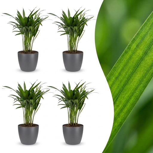 "Areca Lutescens - Goldfruchtpalme - 4 Pflanzen - mit Potter Grijs - Topf 12cm - Höhe - 45cm image"