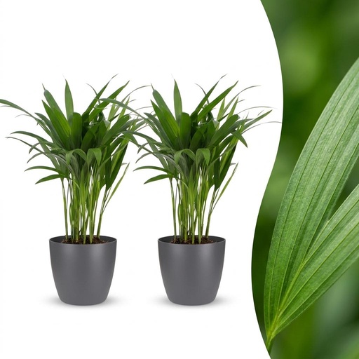 "Areca Lutescens - Goldfruchtpalme - 2 Pflanzen - mit Potter Grau - Topf 12cm - Höhe - 45cm image"
