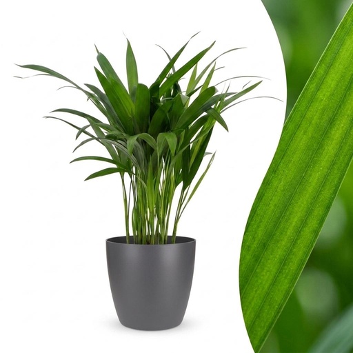 "Areca Lutescens - Goldfruchtpalme - 1 Pflanze - mit Potter Grau - Topf 12cm - Höhe - 45cm image"