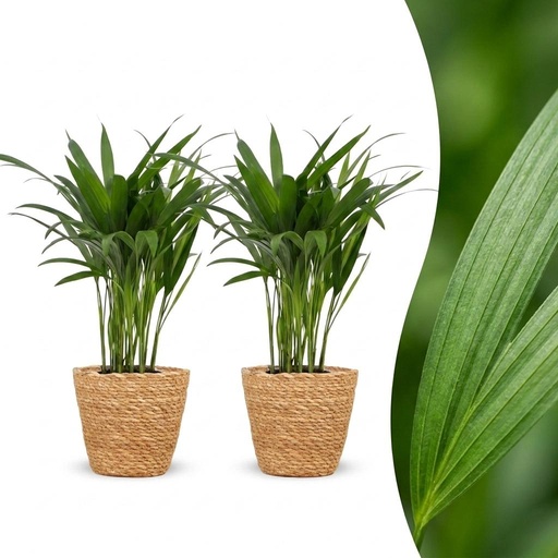 "Areca Lutescens - Goldfruchtpalme - 2 Pflanzen - mit Seegraskorb - Topf 12cm - Höhe 45cm image"