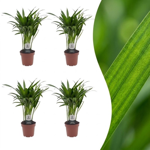 "Areca Lutescens - Goldfruchtpalme - 4 Pflanzen - Topf 12cm - Höhe - 45cm image"