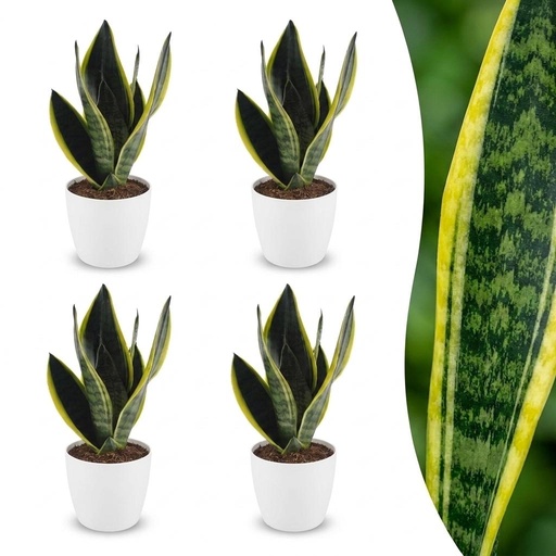 "Sansevieria Future Superb - Bogenhanf - 4 Pflanzen - mit Potter Weiß - Topf 12cm - Höhe - 35cm image"