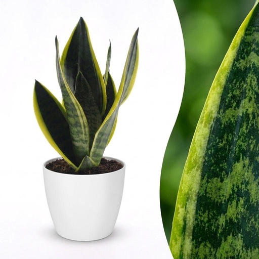 "Sansevieria Future Superb - Bogenhanf - 1 Pflanze - mit Weißem Topf - Topf 12cm - Höhe - 35cm image"