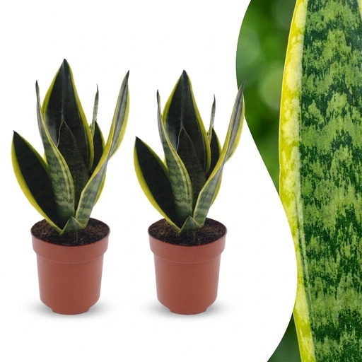 "Sansevieria Future Superb - Bogenhanf - 2 Pflanzen - Topf 12cm - Höhe - 35cm image"