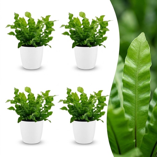 "Asplenium Crispy Wave - Krauser Wellenfarn - 4 Pflanzen - mit Weißem Topf - Topf 12cm - Höhe - 30cm image"