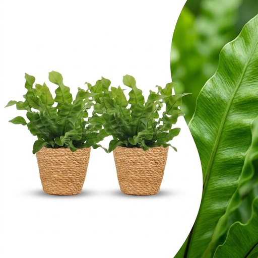 "Asplenium Crispy Wave - Krauser Wellenfarn - 2 Pflanzen - mit Korb - Topf 12cm - Höhe - 30cm image"