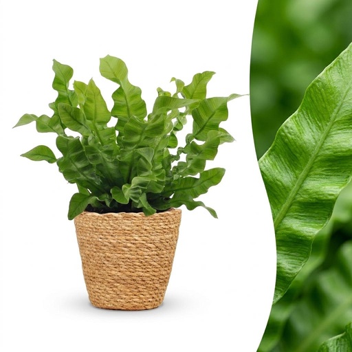 "Asplenium Crispy Wave - Krauser Wellenfarn - 1 Pflanze - mit Korb - Topf 12cm - Höhe - 30cm image"