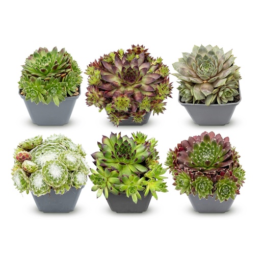 "6x - Sempervivum Groß Sam - Ø7cm - ↕10-12cm image"