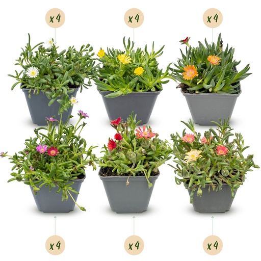 "24x - Delosperma Mischung - Ø7cm - ↕10-12cm image"