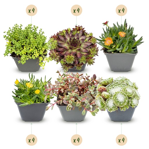 "24x - Alpine Mix - Ø7cm - ↕10-12cm image"