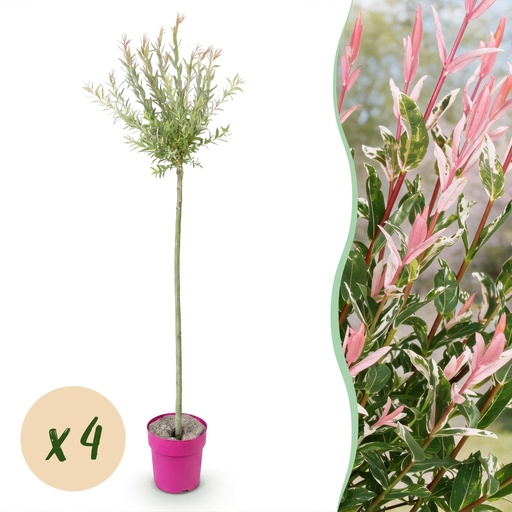 "4x - Salix Flamingo - Ø23cm - ↕140-160cm image"