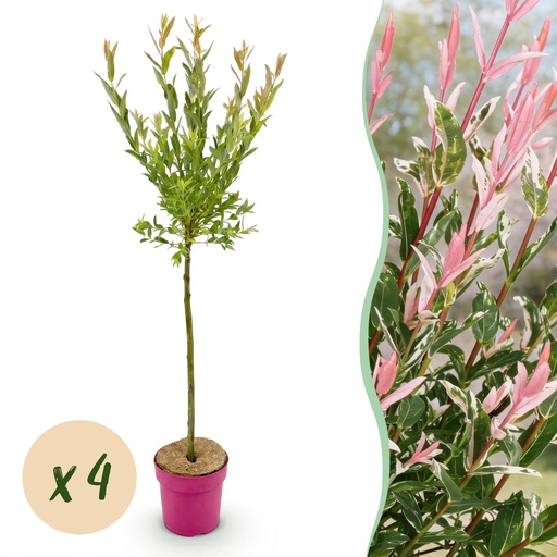 "4x - Salix Flamingo - Ø19cm - ↕90-100cm image"
