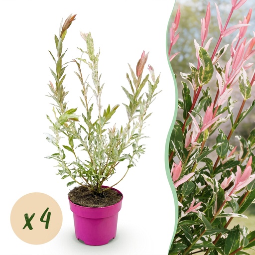 "4x - Salix Flamingo - Ø17cm - ↕40-50cm image"