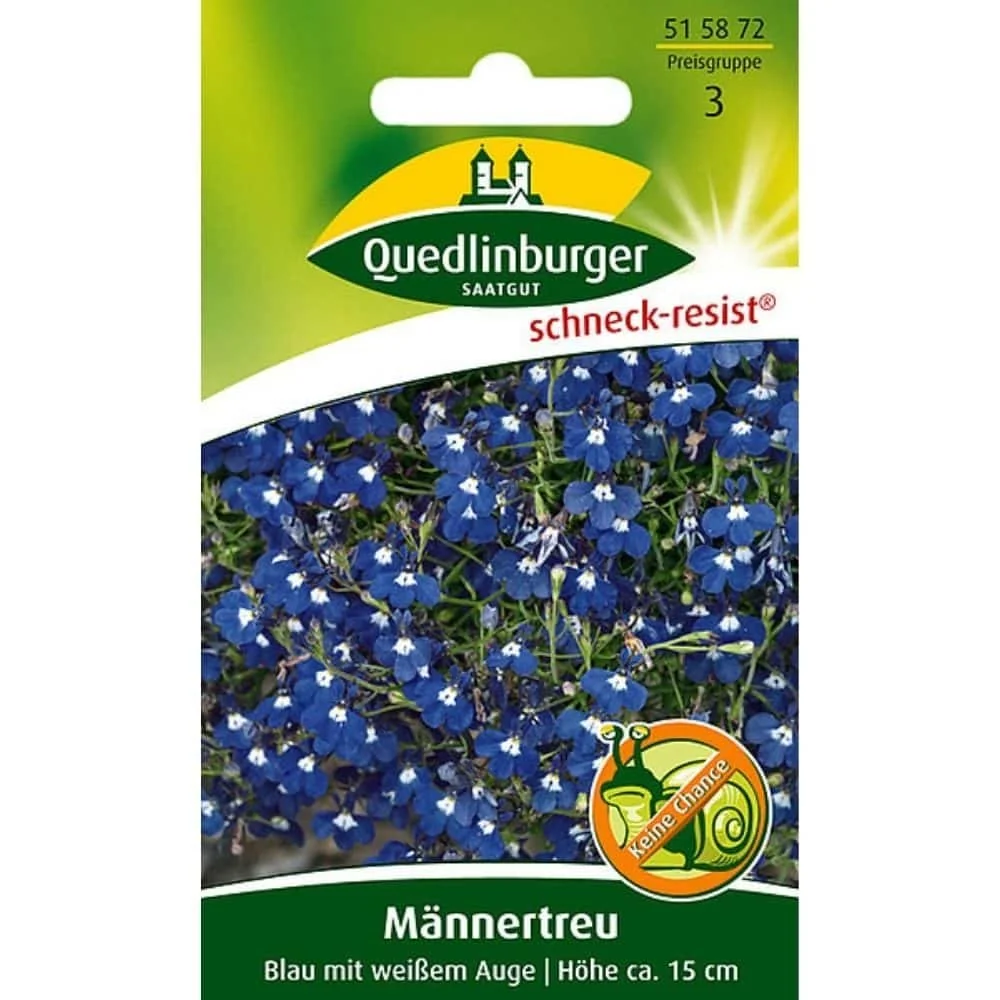 "Männertreu, blau mit weißem Auge, Sommerblume, Balkonblume image"