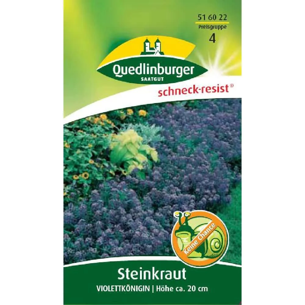 "Steinkraut Violettkönigin, lila image"
