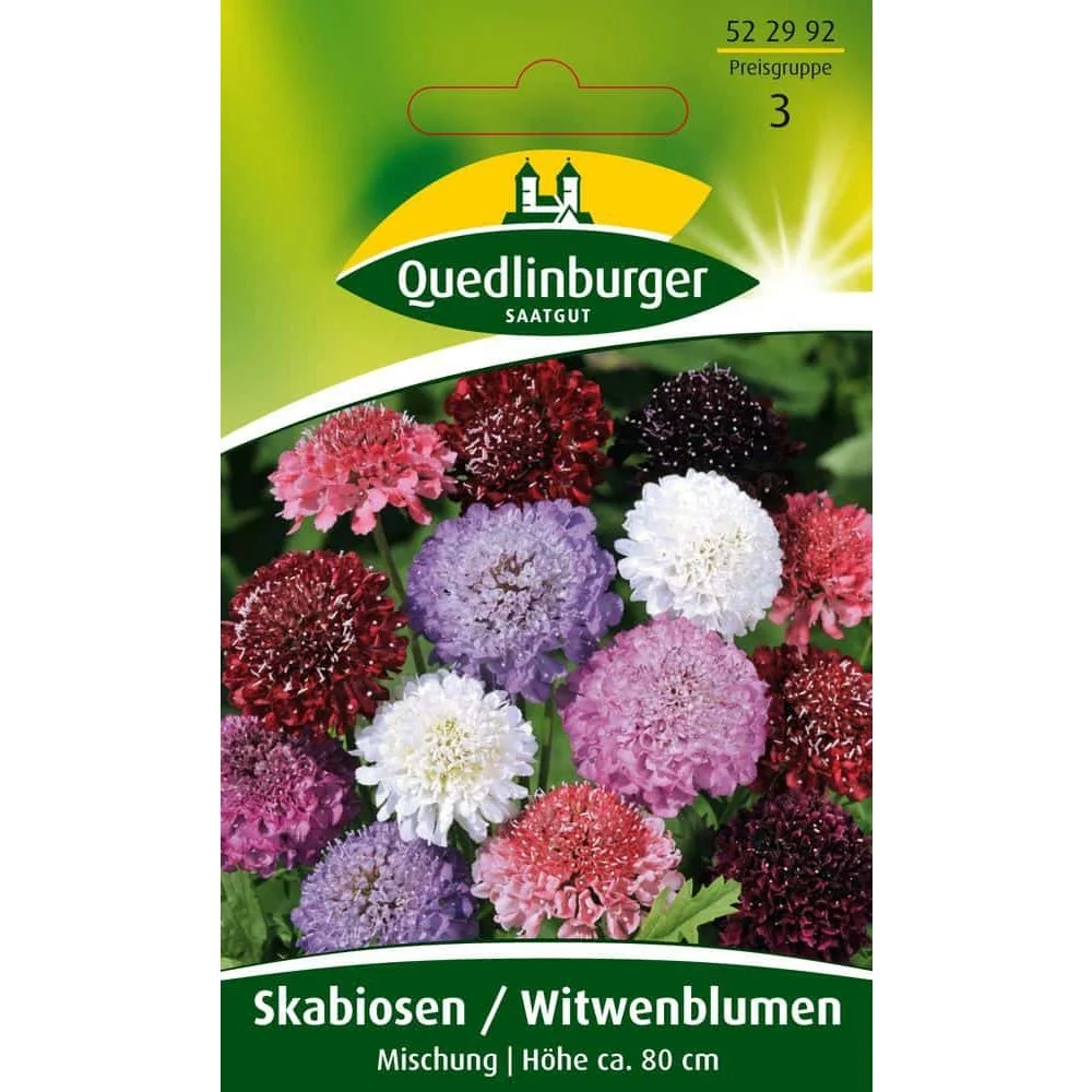 "Skabiose kaufen, Witwenblume, bunte Gartenblumen, duftende Blüten image"