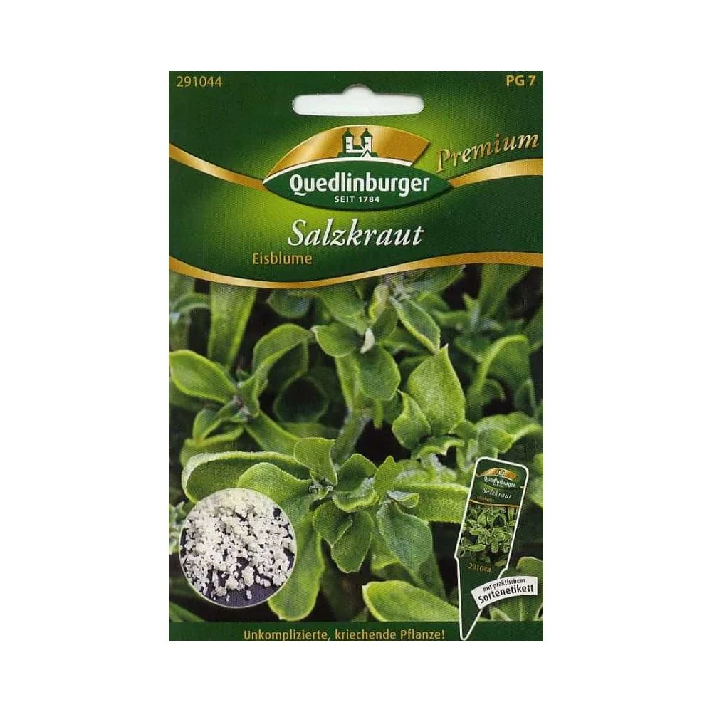 Salzkraut kaufen, Eisblume, Salzkraut Samen, essbar
