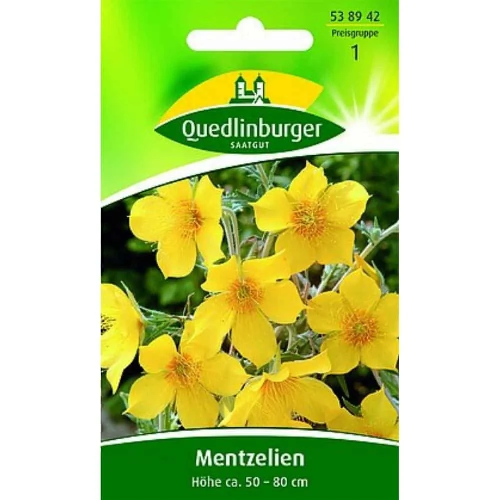"Mentzelia Lindleyi, Goldstern Samen, duftende Sommerblume image"