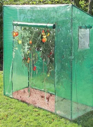 Tomaten Gewächshaus Groß