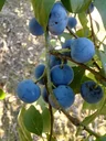 Pflaume "Zibarte" Busch, im 101L-Container, Wildpflaume, ertragreich