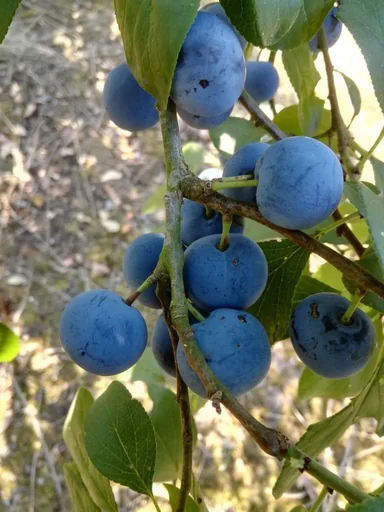 Pflaume "Zibarte"