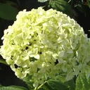 Waldhortensie Hydrangea arborescens. Annabelle (Proven Winners) - 12 L Topf 80-100 cm