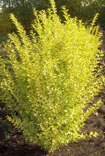 Goldliguster Ligustrum ovalifolium Aureum