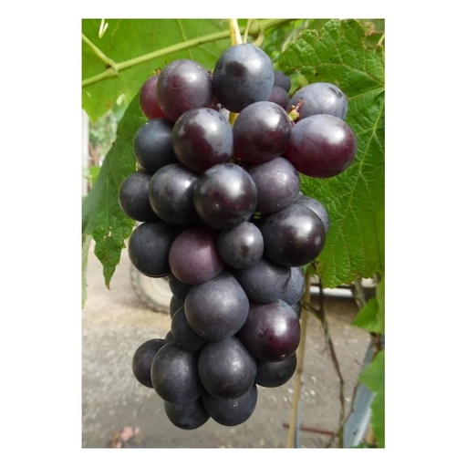 "Weinrebe "Venus", 3,5L-Container, rot-blaue Beeren image"