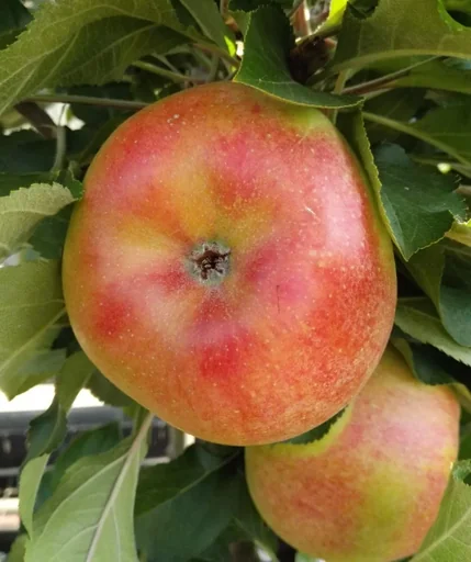 Säulenapfel 'Rhapsodie'