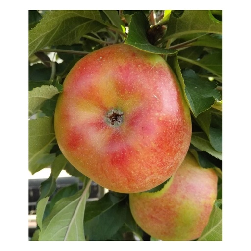 "Säulenapfel "Rhapsodie", 7,5L-Container, aromatisch und saftig image"