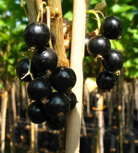 "Johannisbeere schwarz "Black Gigant" Hochstamm, im 4L-Container image"