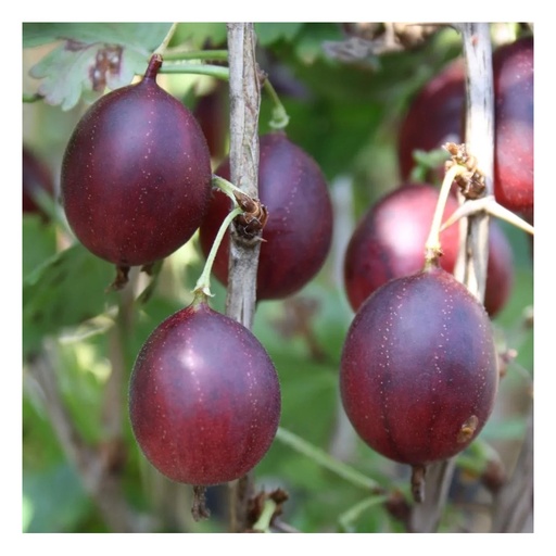 "Stachelbeere rot "Captivator" Busch, im 3,5L-Container image"