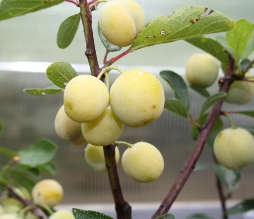 "Mirabelle "Nancy Mirabelle" Halbstamm, im 10L-Container, süß und aromatisch, guter Geschmack image"
