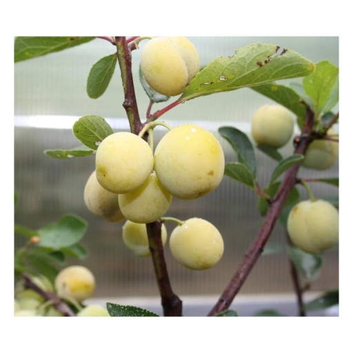 "Mirabelle "Nancy Mirabelle" Halbstamm, im 10L-Container, süß und aromatisch, guter Geschmack image"