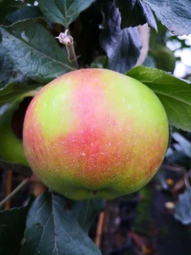 "Apfel "Jakob Lebel" Halbstamm, im 10L-Container image"