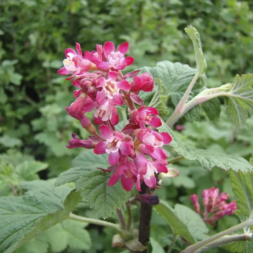"Zierjohannisbeere Pulborough Scarlet - Ribes sanguineum - 7.5 L Topf 80-100 cm image"