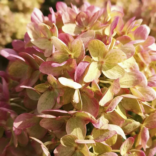 "Rispenhortensie Little Lime - Hydrangea paniculata - 12 L Topf 60 cm image"
