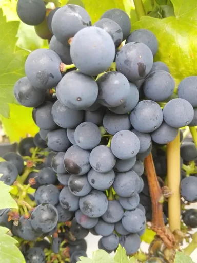 Weinrebe "Regent"