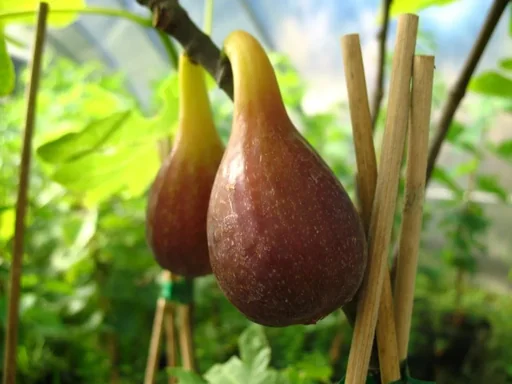 Feige 'Brown Turkey'