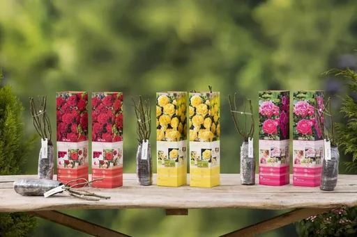 "Aufblühendes Set aus 6 Polyantha-Rosen 30-40 cm image"