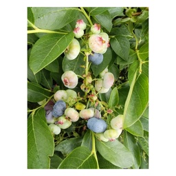 Garten-Heidelbeere 