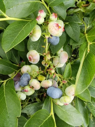 "Garten-Heidelbeere "Chandler", im 3,5L-Container image"