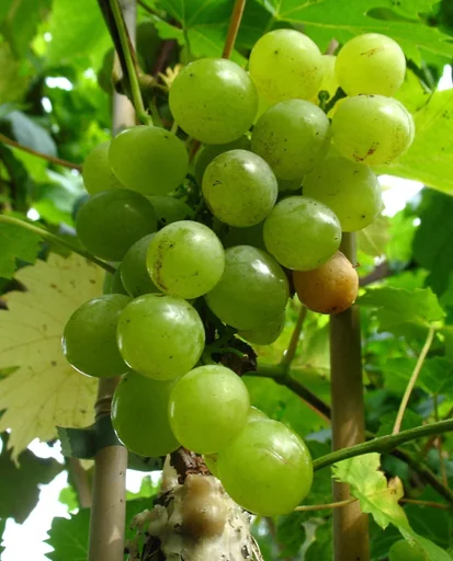 Weinrebe "Glenora"