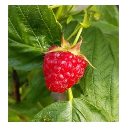 Himbeere 
