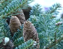 Koreatanne 'Blue Emperor' (Abies koreana) – winterharter Nadelbaum, veredelt, Solitär, Höhe ca. 80–100 cm