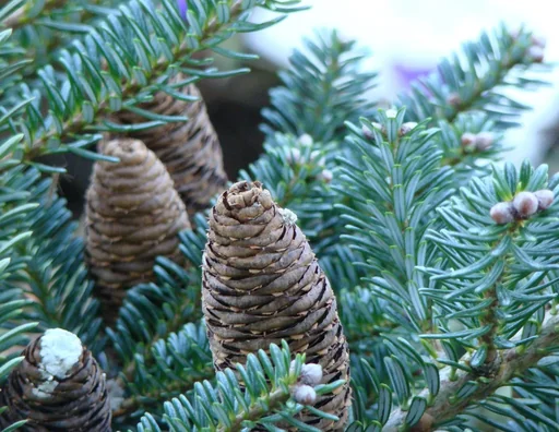 "Veredelte Koreatanne Blue Emperor - Abies koreana - Solitär 80-100 cm image"