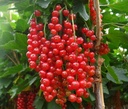 Johannisbeere rot "Rovada" Busch, im 5L-Container