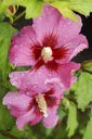 Garteneibisch Woodbridge - Hibiscus syriacus - 12 L Topf 80-100 cm